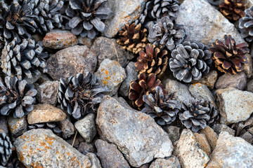 Pine cones and grey stones mixed for background