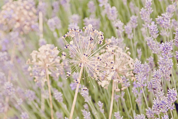 Romantic Gardenflowers In Soft Sunlight