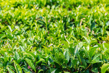Obraz premium Close up green tea leaves in a tea plantation