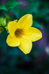 Fototapeta premium Yellow flowers beside my house