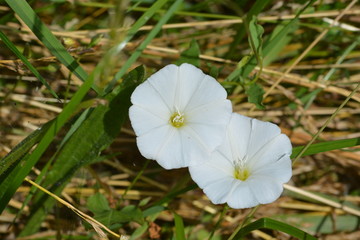 Les fleurs de liseron