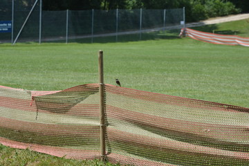 L'oiseau et le stade