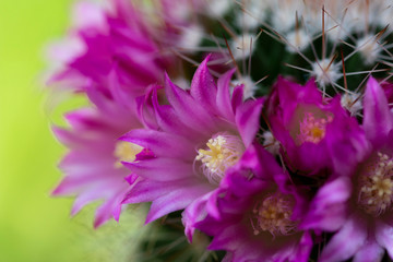 Beautiful pink cactus flowers