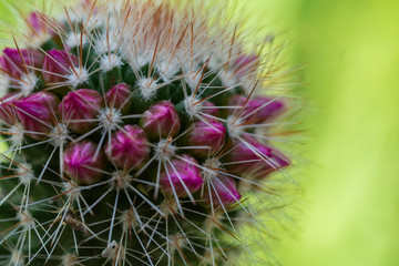Beautiful pink cactus flower buds
