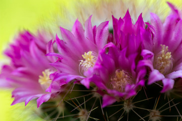 Beautiful pink cactus flowers