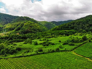 Fototapeta premium Top view of green tea plantation taken by drone camera at cloudy weather