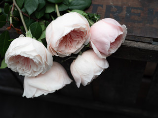 Beautiful peony-shaped delicate pink roses in artistic blur. Wedding bouquet for the bride.