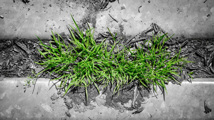 Recapturing nature, grass growing between steel rails