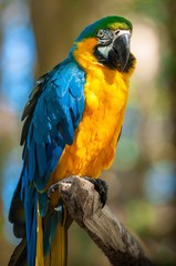 Obraz premium Arara azul; ave brasileira fotografada em habitat natural