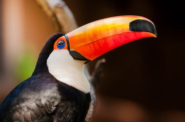 Toucan; Brazilian bird photographed in natural habitat