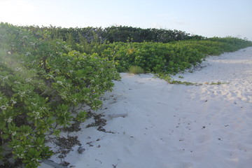 tropical island summer beach sun