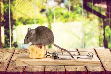 Grey mouse and Mouse trap with cheese