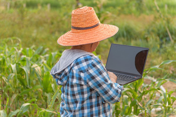 On the back of the farmer wearing a hat and holding a laptop in his hand to save the corn fields.