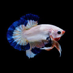 Betta fish aquarium in black background