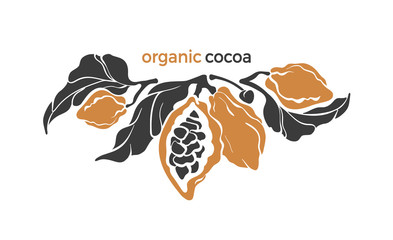 Cocoa. Vector branch. Tropical template, farm plantation.
