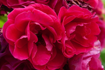 red roses in the garden. summer
