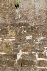 Alte Mauer aus Naturstein mit Ausblühungen und Bewuchs, verfugt und verputzt und mit Ziegelstein...