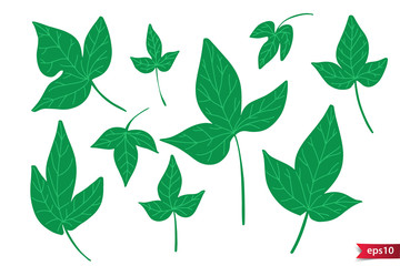 Vector set of drawing green leaves, artistic botanical illustration, isolated floral elements, hand drawn illustration.
