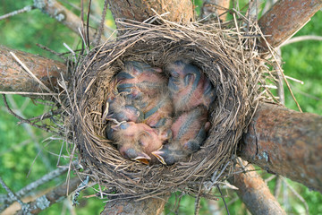 Newborn thrush's chicks are opening sleeping in the nest located on the pine tree.