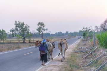 Plakat The work of an Asian farmer is to bring the cow to the farm. The old woman and his cow are walking on the road.