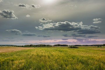 Gray clouds and sky over yellow fields