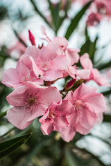 Pink flowers beside my house