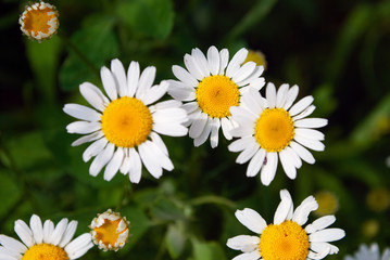 Fototapeta premium chamomile closeup. macro. summer flowers