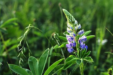  purple flower inflorescence "sleepy grass"