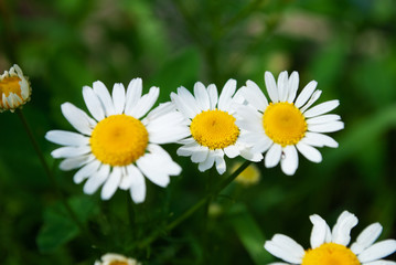 Obraz na płótnie Canvas chamomile closeup. macro. summer flowers