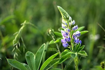  purple flower inflorescence "sleepy grass"