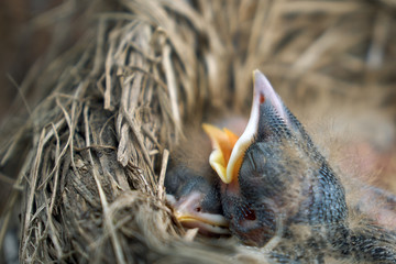 Hungry newborn thrush's chicks are opening their mouths asking for food from their parents