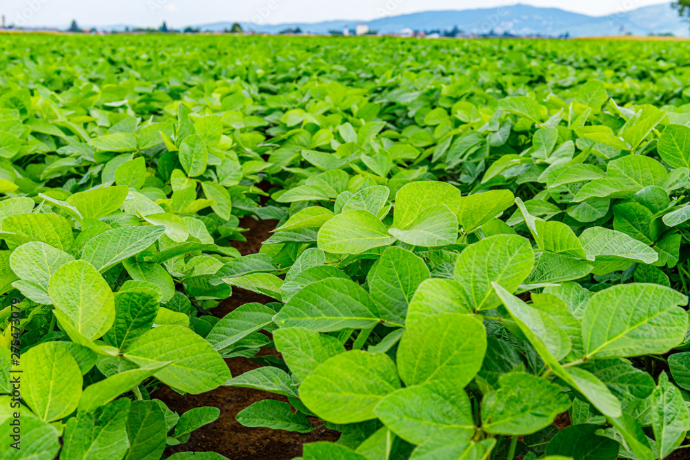 Sticker Agricultural soy plantation background. Soy leaves and flowers on soybean field, close up, Germany