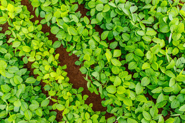 Agricultural soy plantation background. Soy leaves and flowers on soybean field, close up, Germany