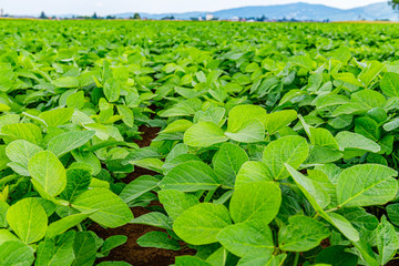 Agricultural soy plantation background. Soy leaves and flowers on soybean field, close up, Germany