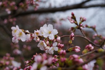 Fototapeta na wymiar Cherry blossoms (Someiyoshino) : start of blooming
