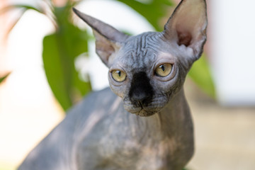 Portrait of cat sphinx without hair in the garden