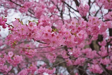 Cherry blossoms (Yoko) : full blooming