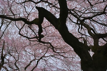 Weeping cherry blossoms (Shidare-sakura) : full blooming