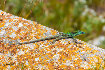 Bright green lizard basks on a stone on a sunny day.