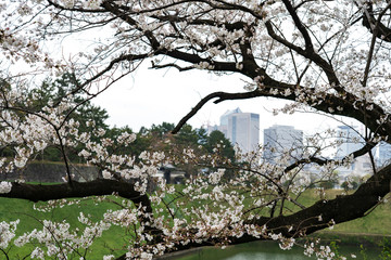 千鳥ヶ淵　桜　撮影日2019/3/30