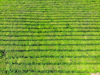 Top view of green tea plantation taken by drone camera