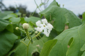 pumpkin flower