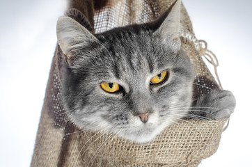 cat in a poke gray cat color of a tabby crawls out of a canvas bag hanging in a human hand