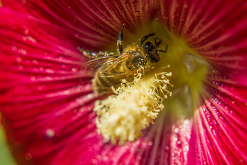 One bee collecting pollen in the flower of mallow