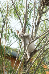 Cat on trees