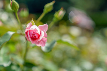 ピンク色のばら