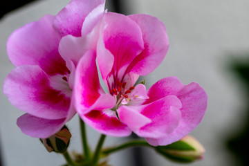Extremely beautiful pink flowers