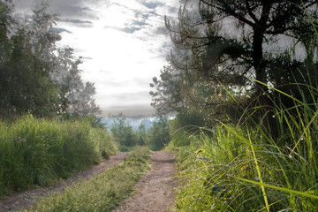 Forest road into morning light