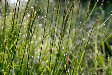 Dew drops in morning light