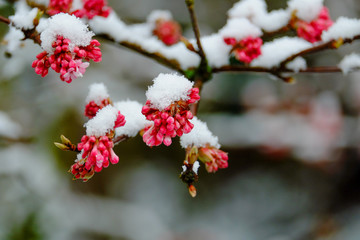 Fototapeta na wymiar Macro shot of red flowering tree covered with snow in winter
